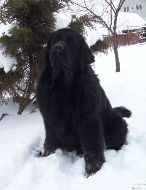Фото: ньюфаундленд CHudnaya Krasavica (Чудная Красавица)