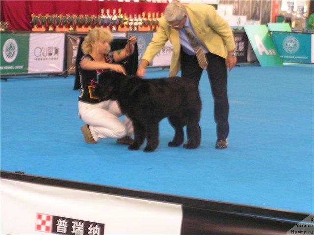 Фото: ньюфаундленд Zhetta Black Magic ot Sibirskogo Medvedja (Жетта Блэк Меджик от Сибирского Медведя)