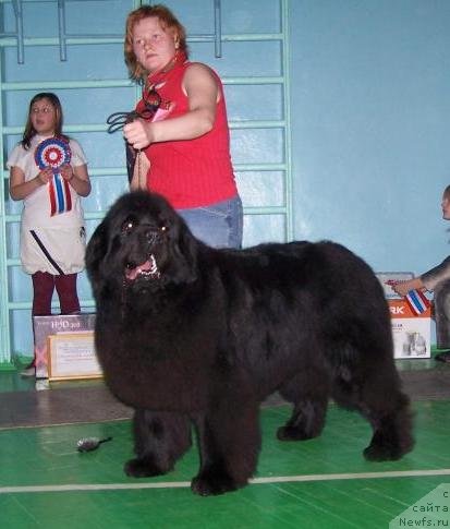Фото: ньюфаундленд Vizard of Norden Sea (Визард оф Норден Си)