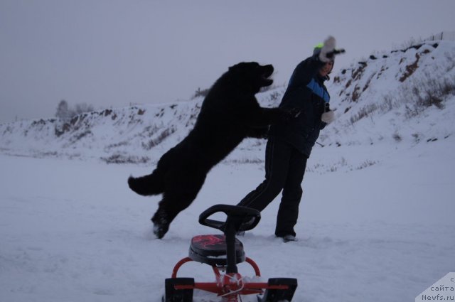 Фото: ньюфаундленд Plushevaya Panda Udivitelnaja Kejt (Плюшевая Панда Удивительная Кейт)