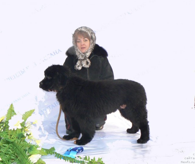 Фото: ньюфаундленд Vom Waterfall Land Ay Dag (Вом Ватерфалл Лэнд Аю Даг), Natal'ya Pavlyuk (Наталья Павлюк)