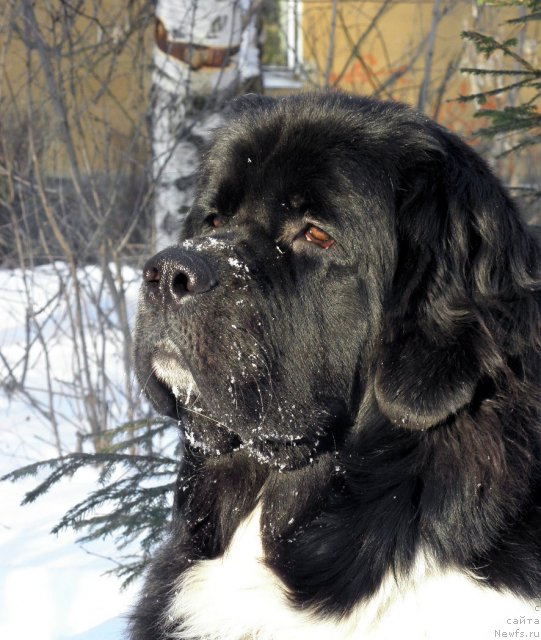 Фото: ньюфаундленд Starbimovlav Gardemarin (Старбимовлав Гардемарин)
