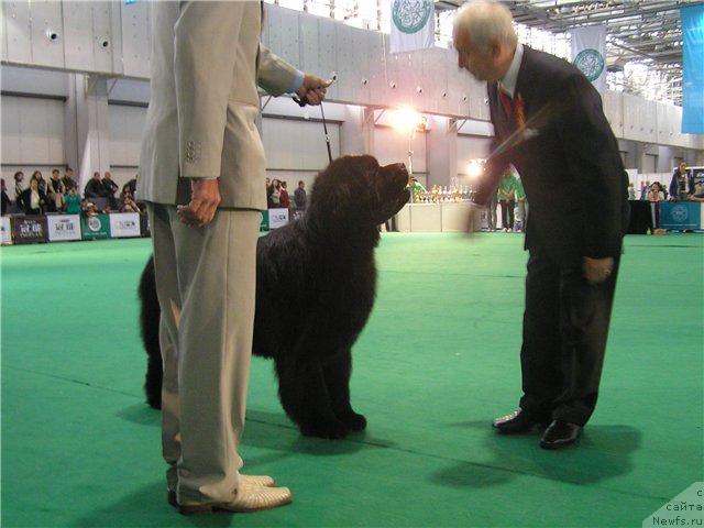 Фото: ньюфаундленд Ego Vysochestvo ot Sibirskogo Medvedja (Его Высочество от Сибирского Медведя)