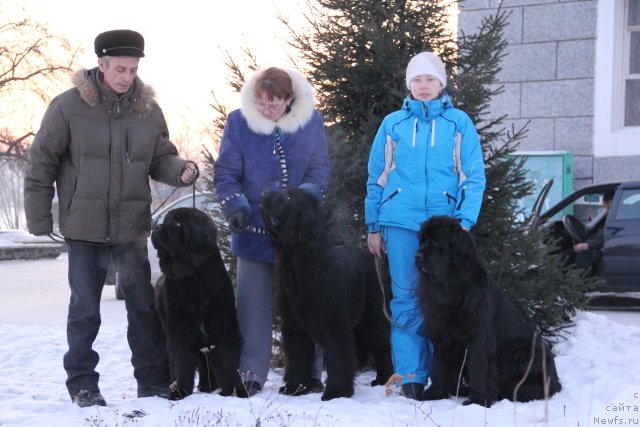 Фото: ньюфаундленд Ih Vyisochestvo Gotika Al'deya (Их Высочество Готика Альдея), ньюфаундленд Ih Vyisochestvo Giacinta Briz (Их Высочество Гиацинта Бриз), ньюфаундленд Ih Visochestvo Gloria Airis (Их Высочество Глория Айрис)