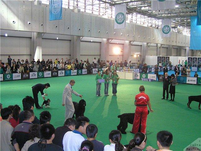 Фото: ньюфаундленд Ego Vysochestvo ot Sibirskogo Medvedja (Его Высочество от Сибирского Медведя)