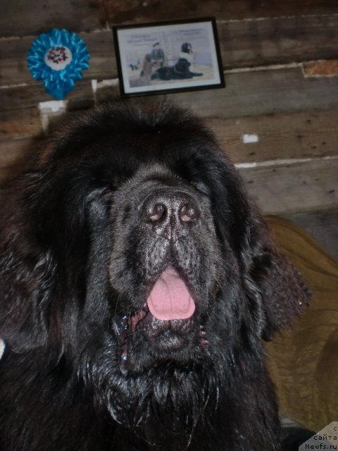 Фото: ньюфаундленд Ih Vyisochestvo Giacinta Briz (Их Высочество Гиацинта Бриз)