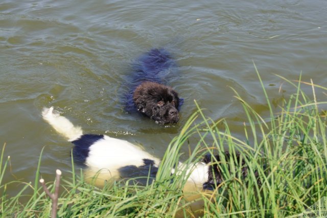 Фото: ньюфаундленд Ih Vyisochestvo Giacinta Briz (Их Высочество Гиацинта Бриз), ландзеер-Бэкки с Отмарова