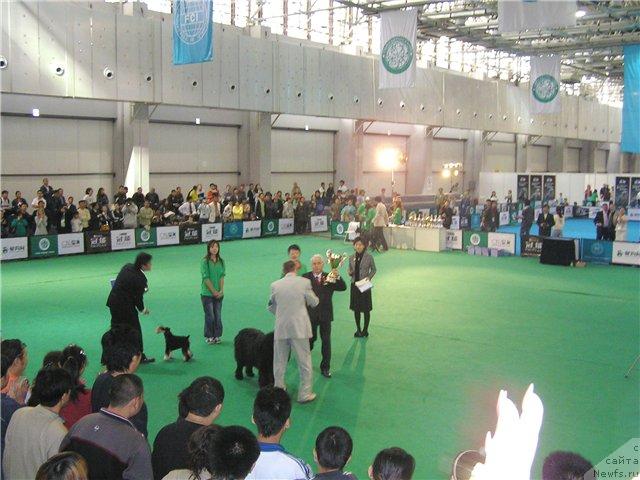 Фото: ньюфаундленд Ego Vysochestvo ot Sibirskogo Medvedja (Его Высочество от Сибирского Медведя)