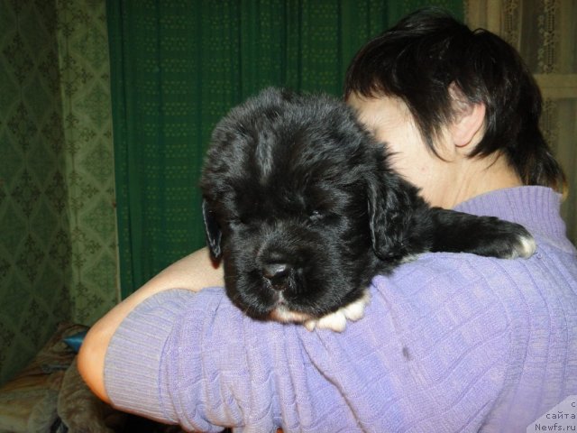 Фото: Щенки, ньюфаундленд Black Diamond Agidel ot Potapa Patricia (Блэк Диамонд Агидель от Потапа Патриция), ньюфаундленд King of Helluland I'm Precious
