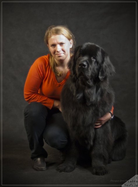 Фото: ньюфаундленд Uyutnaya Dolina B'yutiful Star Favorit (Уютная Долина Бьютифул Стар Фаворит), Ekaterina Silina (Екатерина Силина)