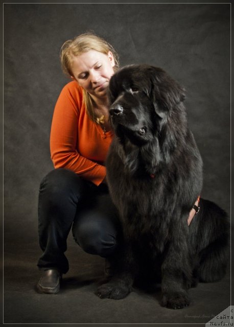 Фото: Ekaterina Silina (Екатерина Силина), ньюфаундленд Uyutnaya Dolina B'yutiful Star Favorit (Уютная Долина Бьютифул Стар Фаворит)