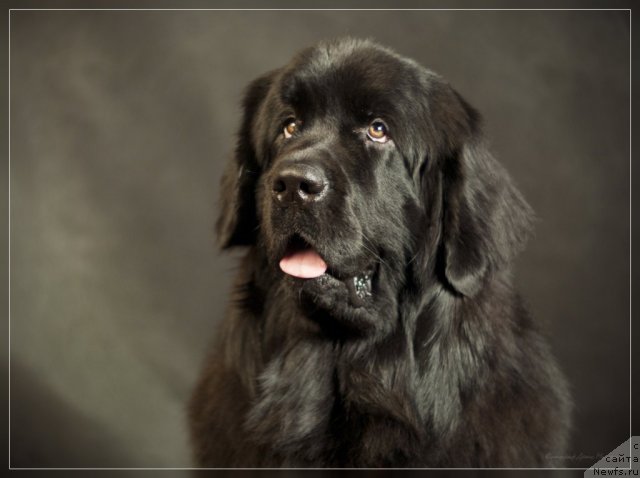 Фото: ньюфаундленд Uyutnaya Dolina B'yutiful Star Favorit (Уютная Долина Бьютифул Стар Фаворит)