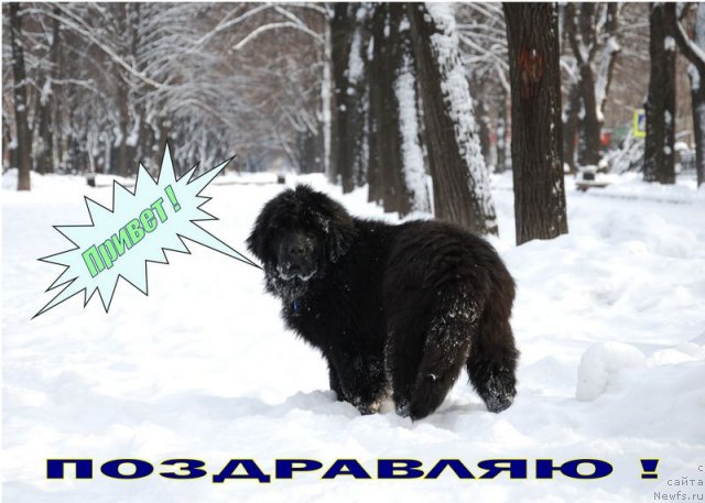 Фото: ньюфаундленд Vom Waterfall Land Ay Petri (Вом Ватерфалл Лэнд Ай Петри)