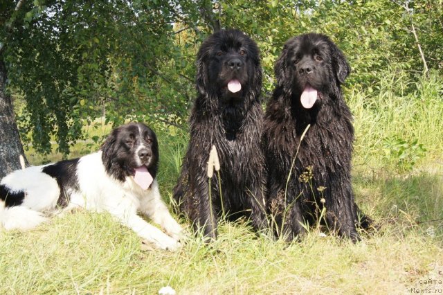 Фото: ландзеер-Бэкки с Отмарова, ньюфаундленд Ih Vyisochestvo Giacinta Briz (Их Высочество Гиацинта Бриз), ньюфаундленд Ih Vyisochestvo Batterflyay Blyek Omeliya (Их Высочество Баттерфляй Блэк Омелия)
