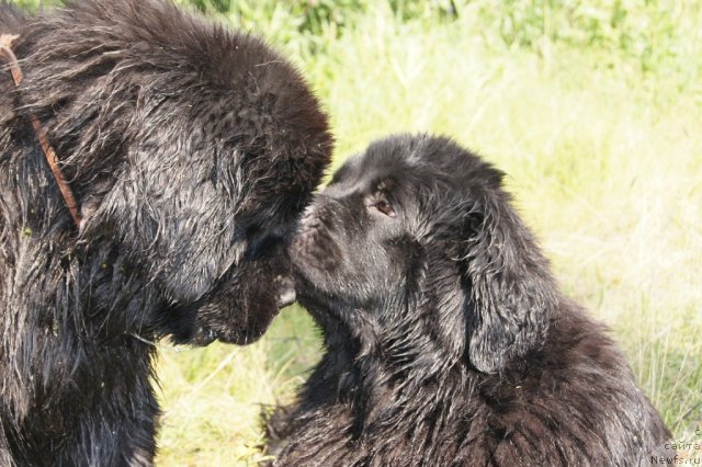 Фото: ньюфаундленд Ih Vyisochestvo Giacinta Briz (Их Высочество Гиацинта Бриз), ньюфаундленд Ih Vyisochestvo Batterflyay Blyek Omeliya (Их Высочество Баттерфляй Блэк Омелия)
