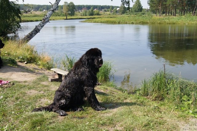 Фото: ньюфаундленд Ih Vyisochestvo Giacinta Briz (Их Высочество Гиацинта Бриз)