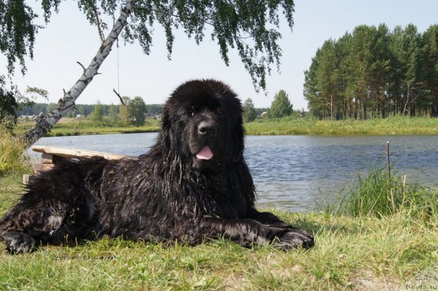 Фото: ньюфаундленд Ih Vyisochestvo Giacinta Briz (Их Высочество Гиацинта Бриз)