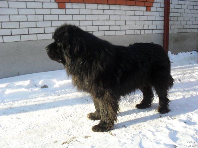 Фото: ньюфаундленд Sent Djons Ubertino (Сент Джонс Убертино)