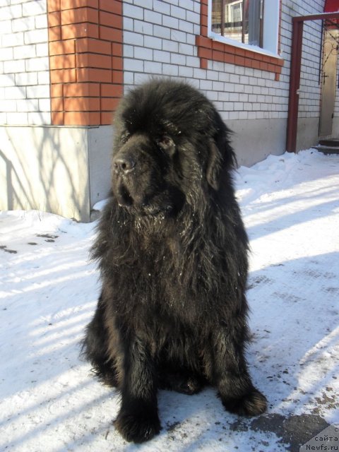 Фото: ньюфаундленд Sent Djons Ubertino (Сент Джонс Убертино)