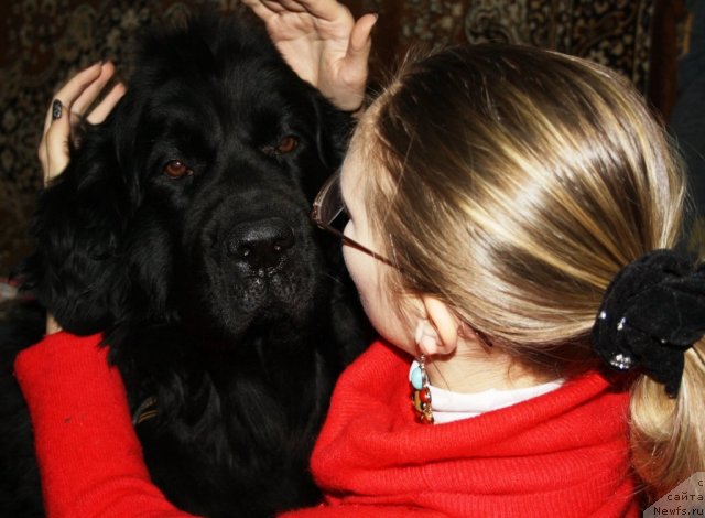 Фото: ньюфаундленд Gloriya Grand Blek (Глория Гранд Блек), и Наташа.