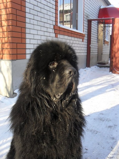 Фото: ньюфаундленд Sent Djons Ubertino (Сент Джонс Убертино)