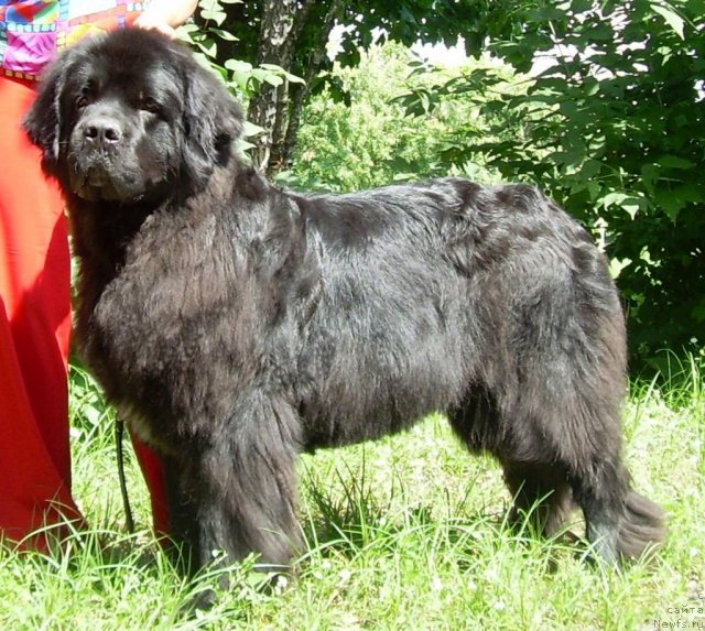 Фото: ньюфаундленд Maryana Bolshoj Malysh (Марьяна Большой Малыш)