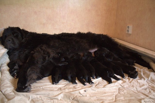 Фото: ньюфаундленд Aarnikarhun I Did It My Way