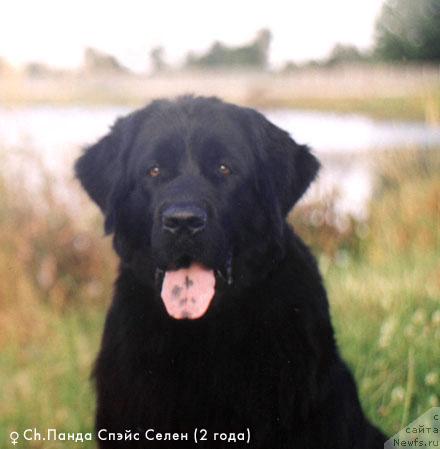 Фото: ньюфаундленд Panda Speys Selen (Панда Спейс Селен)