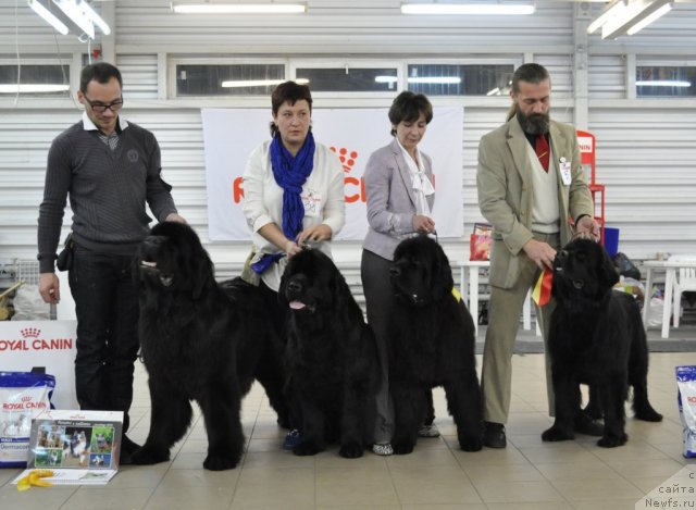 Фото: ньюфаундленд Aquatoriya Kelvin Kilimandzharo (Акватория Келвин Килиманджаро), ньюфаундленд Aquatoriya Kelvin Out of The Blue (Акватория Келвин Оут оф зе Блю), ньюфаундленд Aquatoriya Kelvin Inspirit Life (Акватория Келвин Инспирит Лайф), ньюфаундленд Aquatoriya Kelvin Kadril (Акватория Келвин Кадриль)