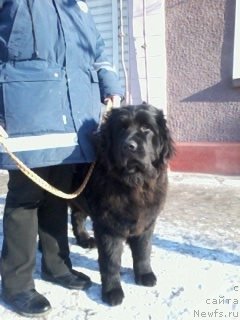 Фото: ньюфаундленд Z'Greys YEnd B'yuti (З'Грейс Энд Бьюти)