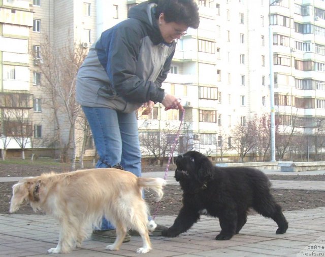 Фото: ньюфаундленд Velyke Malyatko Ruta Plavuсha Vedmedytsуa