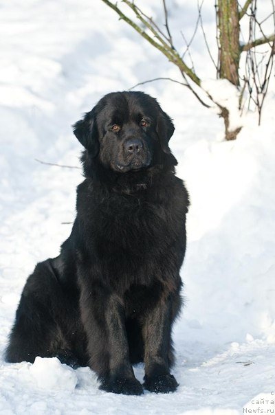 Фото: ньюфаундленд Fann'yuf Agata Kristi (Фанньюф Агата Кристи)