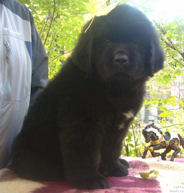 Фото: ньюфаундленд Velyke Malyatko Rytm Sertsya