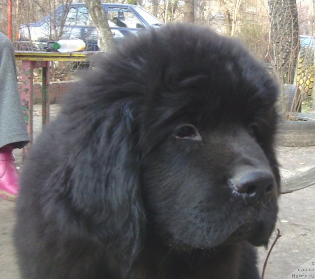 Фото: ньюфаундленд Velyke Malyatko Rytm Sertsya