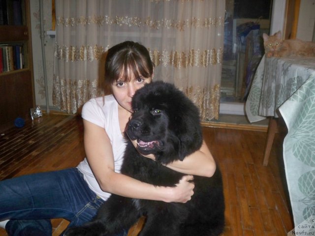 Фото: ньюфаундленд Velyke Malyatko Rytm Sertsya