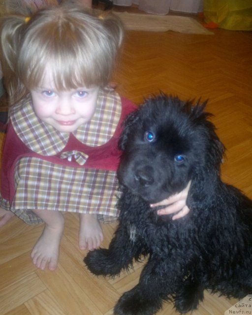 Фото: ньюфаундленд Sent Djons YUkatan (Сент Джонс Юкатан)