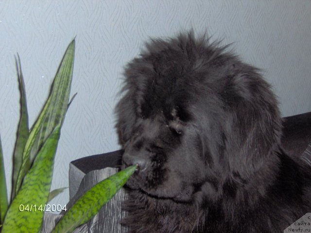 Фото: ньюфаундленд Toptyijka Nikoletta (Топтыжка Николетта)