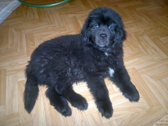 Фото: ньюфаундленд Sent Djons YUkatan (Сент Джонс Юкатан)