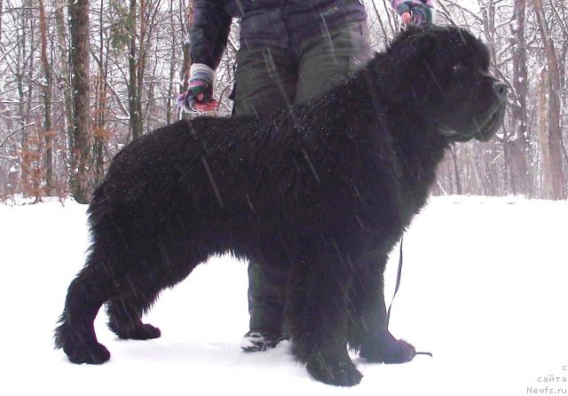 Фото: ньюфаундленд Beguschaya po Volnam Zodiak (Бегущая по Волнам Зодиак)