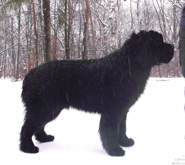 Фото: ньюфаундленд Beguschaya po Volnam Zodiak (Бегущая по Волнам Зодиак)