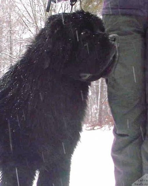 Фото: ньюфаундленд Beguschaya po Volnam Zodiak (Бегущая по Волнам Зодиак)