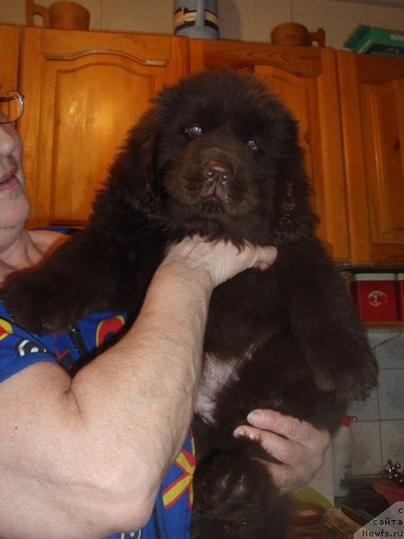 Фото: ньюфаундленд N'yufort Peris Hilton (Ньюфорт Перис Хилтон)