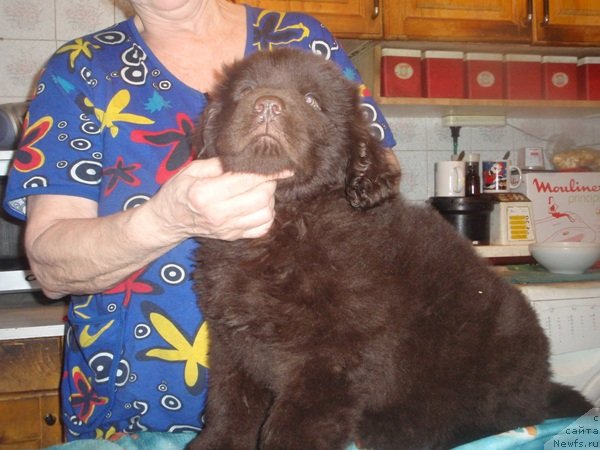 Фото: ньюфаундленд N'yufort Peris Hilton (Ньюфорт Перис Хилтон)