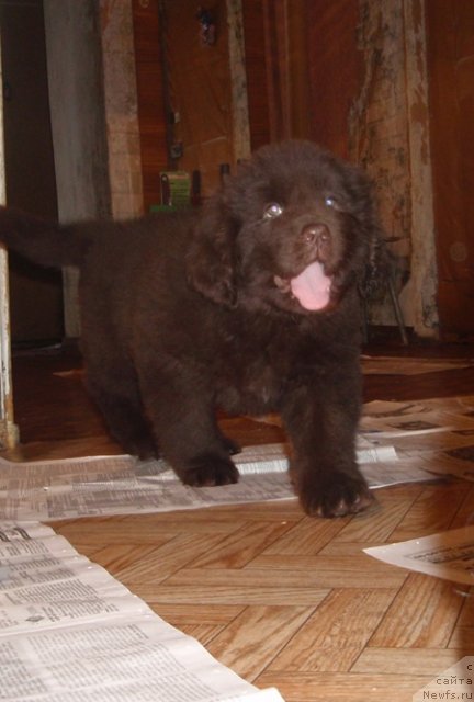 Фото: ньюфаундленд N'yufort Peris Hilton (Ньюфорт Перис Хилтон)