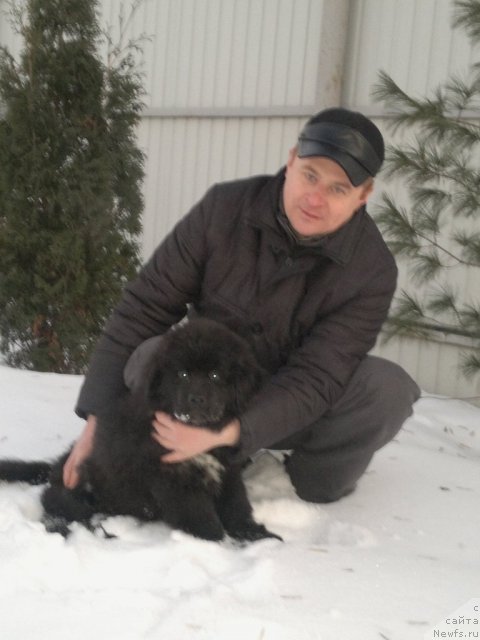 Фото: ньюфаундленд Sent Djons YUkatan (Сент Джонс Юкатан), Andrey Mihaylovskiy  (Андрей Михайловский )