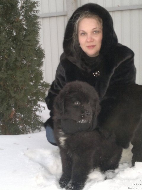 Фото: ньюфаундленд Sent Djons YUkatan (Сент Джонс Юкатан)