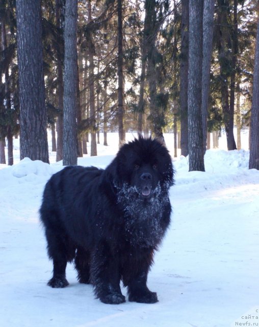 Фото: ньюфаундленд Andjel Viktorius (Анджел Викториус)