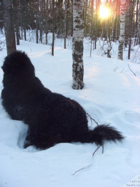 Фото: ньюфаундленд Baryishnya (Барышня)