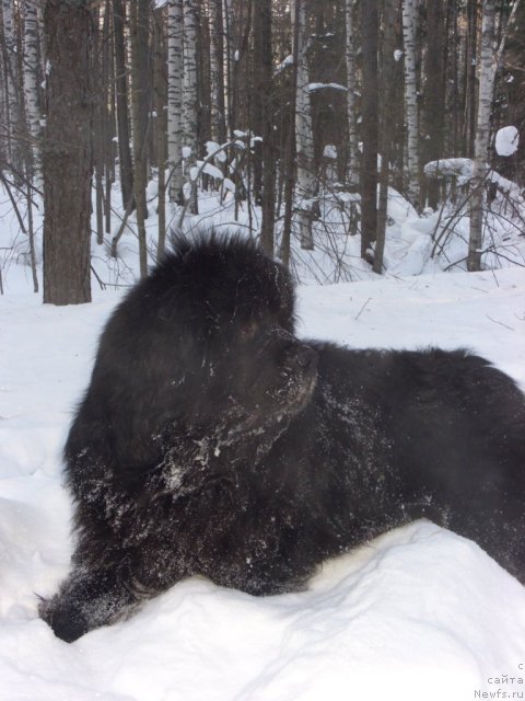 Фото: ньюфаундленд Andjel Viktorius (Анджел Викториус)