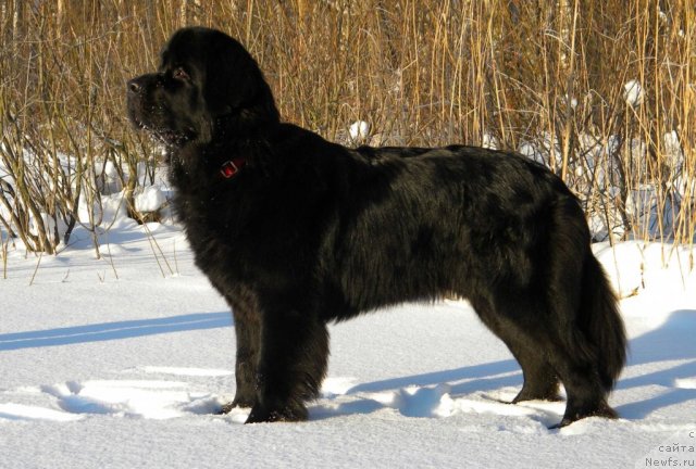 Фотография № 86276